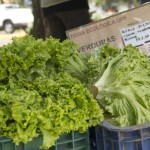 feira ecológica 5